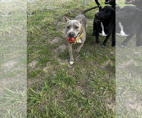 Medium Photo #2 American Pit Bull Terrier-Unknown Mix Puppy For Sale in Corning, AR, USA