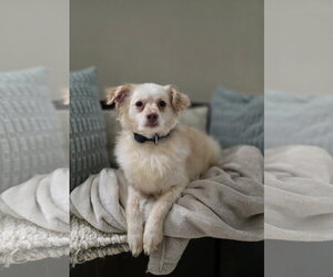 Chiranian Dogs for adoption in Columbus, IN, USA