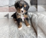 Small Photo #5 Bernedoodle (Miniature) Puppy For Sale in LAWRENCE, MI, USA