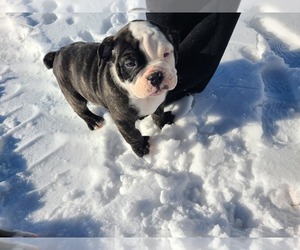 Olde English Bulldogge Puppy for Sale in VALLEY SPRINGS, South Dakota USA