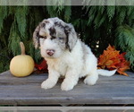 Small #4 Labradoodle