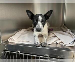 Mutt Dogs for adoption in Pasadena, CA, USA