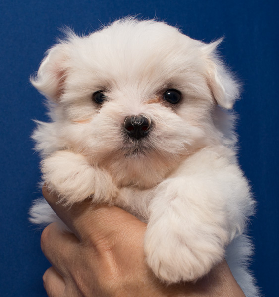 Medium Photo #1 Maltipoo Puppy For Sale in DONNA, TX, USA