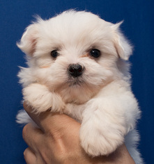 Maltipoo Puppy for sale in DONNA, TX, USA