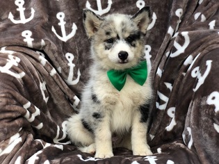 Pomsky Puppy for sale in EAST EARL, PA, USA