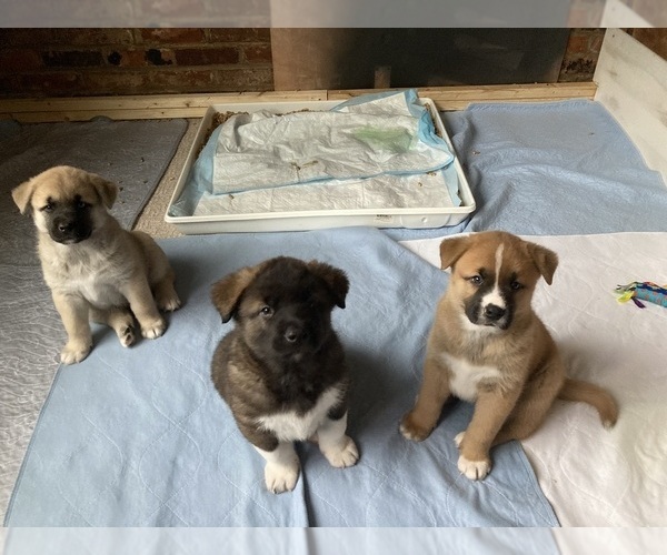 Medium Photo #10 Akita-Siberian Husky Mix Puppy For Sale in ALEXANDRIA, VA, USA