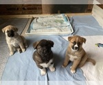 Small Photo #10 Akita-Siberian Husky Mix Puppy For Sale in ALEXANDRIA, VA, USA