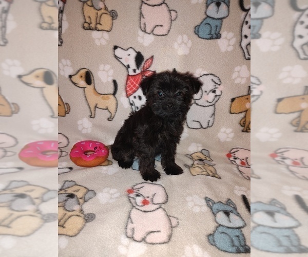 Medium Photo #3 YorkiePoo Puppy For Sale in LAPEER, MI, USA