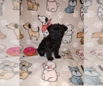 Small Photo #3 YorkiePoo Puppy For Sale in LAPEER, MI, USA