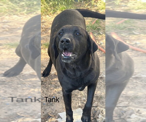 Medium Photo #1 Labrador Retriever-Unknown Mix Puppy For Sale in Farmerville, LA, USA