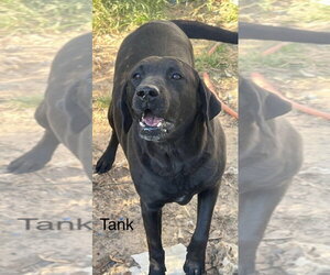 Labrador Retriever-Unknown Mix Dogs for adoption in Farmerville, LA, USA