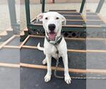 Small #1 Argentinian Mastiff Mix