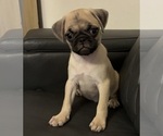 Small #2 Pug