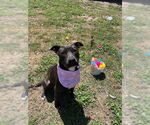 Small #13 American Pit Bull Terrier-Labrador Retriever Mix