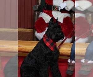 Schnauzer (Giant) Puppy for sale in NEVADA, MO, USA