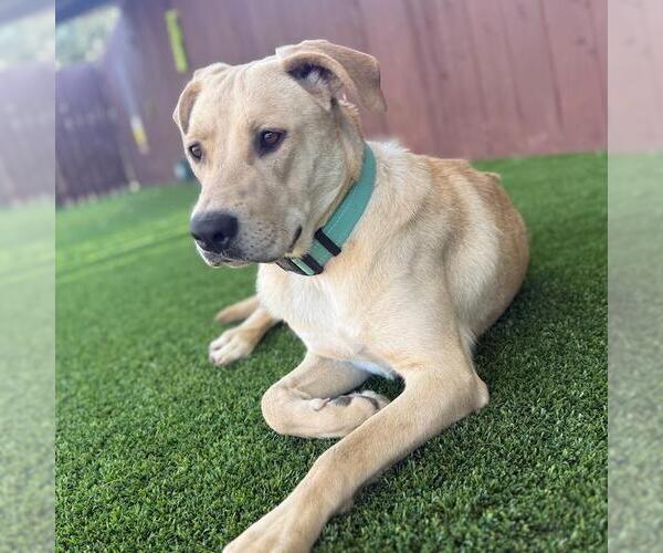 Medium Photo #2 Labrador Retriever-Unknown Mix Puppy For Sale in San Diego, CA, USA