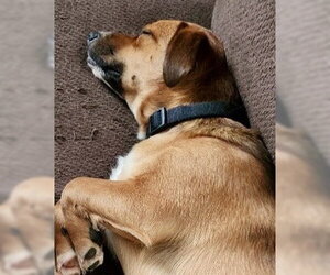 Walter - Male Dachshund-Unknown Mix Dog for Adoption - Photo #3