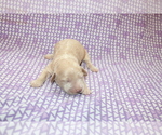 Small Photo #2 Goldendoodle (Miniature) Puppy For Sale in BLMGTN, IN, USA