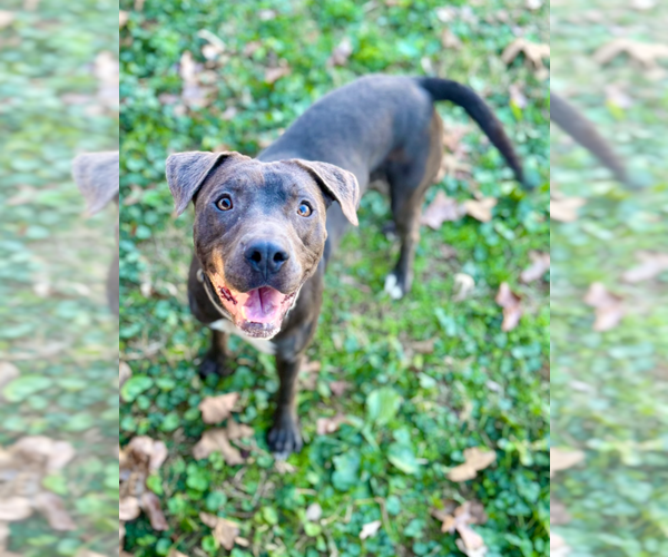 Medium Photo #4 Mutt Puppy For Sale in Boston, MA, USA