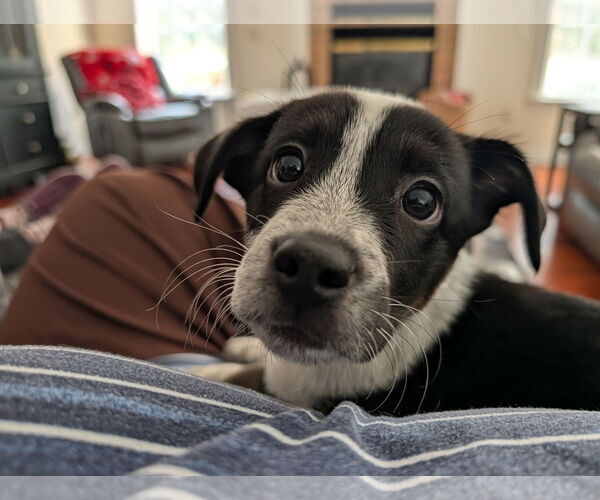 Medium Photo #1 Beagle-Border Collie Mix Puppy For Sale in Mechanicsburg, PA, USA