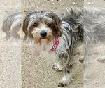 Small #4 Maltese Mix