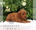Small #4 Cavapoo