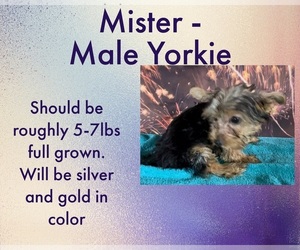 Yorkshire Terrier Puppy for sale in AZLE, TX, USA