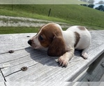 Small Photo #3 Dachshund Puppy For Sale in LAWRENCEBURG, TN, USA