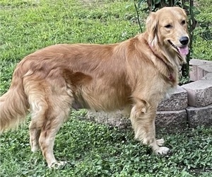 Mother of the Golden Retriever puppies born on 05/17/2022