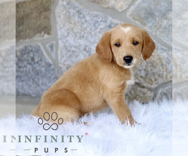Medium Photo #3 Miniature Labradoodle Puppy For Sale in BIRD IN HAND, PA, USA