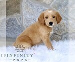 Small #2 Miniature Labradoodle