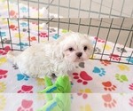 Small #15 Shih Tzu