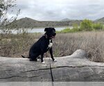 Small #17 American Pit Bull Terrier-German Shepherd Dog Mix