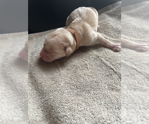 Labrador Retriever Puppy for sale in SHAWNEE, OK, USA