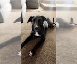 Small Labrador Retriever Mix