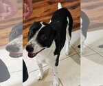 Small #3 American Pit Bull Terrier Mix