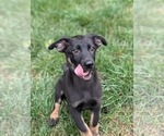 Small #2 Mutt