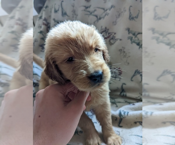 Medium Photo #3 Golden Retriever Puppy For Sale in GARRISON, KY, USA