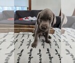 Puppy Birch Labrador Retriever