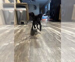 Small #3 Chiweenie