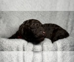 Small #2 Goldendoodle