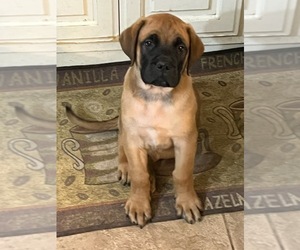 Mastiff Puppy for sale in MAUMELLE, AR, USA