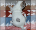Small #3 Chihuahua