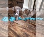 Small #4 American Bully