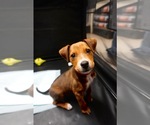 Small #1 Mutt