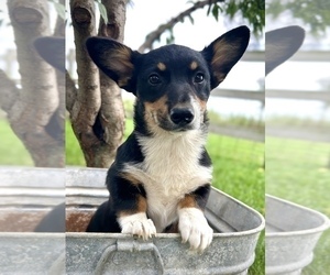 Pembroke Welsh Corgi Puppy for sale in FAIRBANK, IA, USA