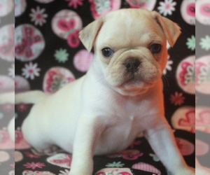 Pug Puppy for sale in SALINA, KS, USA