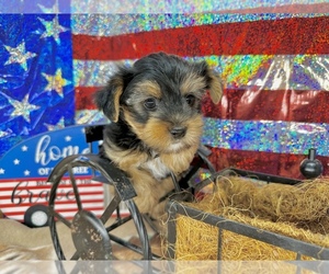 Morkie Puppy for sale in CASSVILLE, MO, USA