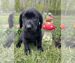 Image preview for Ad Listing. Nickname: AKC black Lab