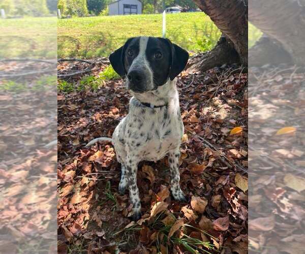 Medium Photo #4 Mutt Puppy For Sale in Candler, NC, USA